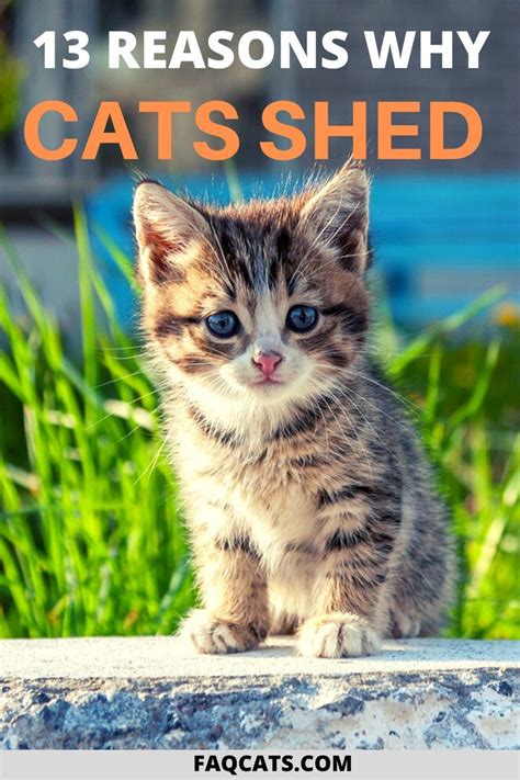 Why Cats Shed And Prevention Tips Cat Shedding Tabby Cat Cats