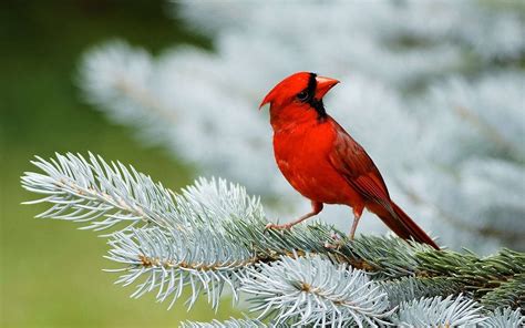 Cardinal Bird Wallpaper ·① Wallpapertag