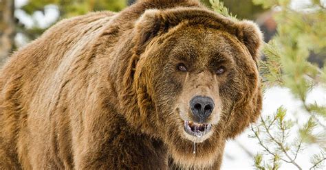 Grizzly Bear Avoidance Outside Bozeman