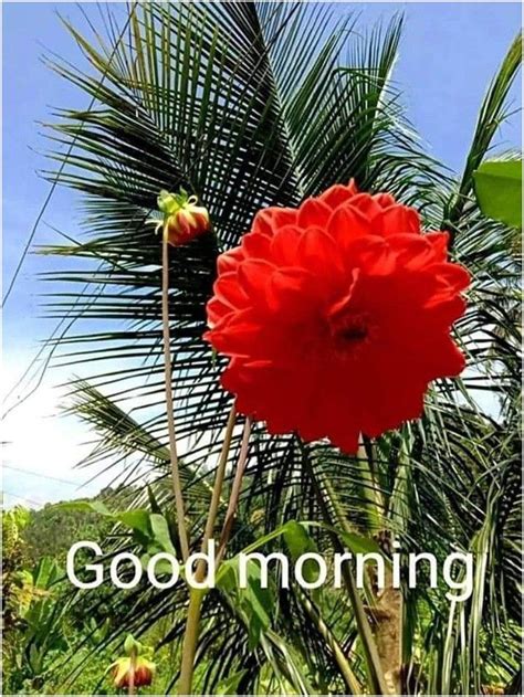 Pin By Ashok On Quick Saves In Good Morning Images Flowers Good