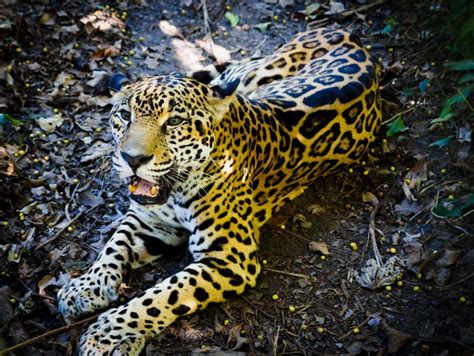 Belize Animals 6 Must See Safari Contenders 2019 Update