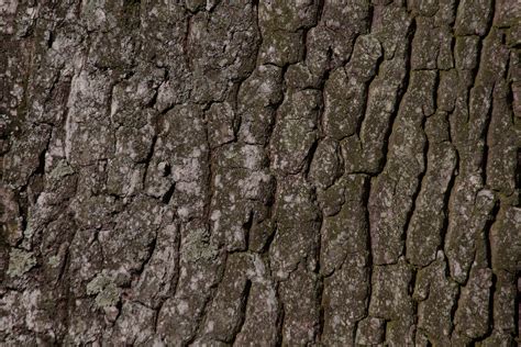 Free Images Tree Nature Branch Wood Texture Leaf Trunk Pattern