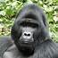 Mountain Gorilla Facts And Photos