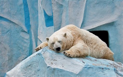 Animals Nature Polar Bears Wallpapers Hd Desktop And