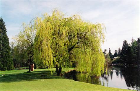 Golden Weeping Willow Salix X Sepulchralis Chrysocoma