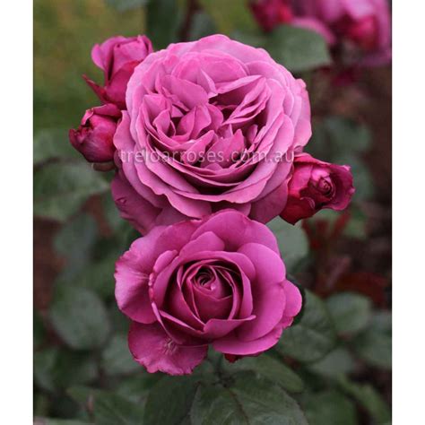 Transplant Australias Thank You Rose Standard Shop Treloar Roses