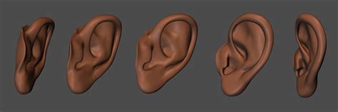 3d Model Anatomy Human Ear Cgtrader