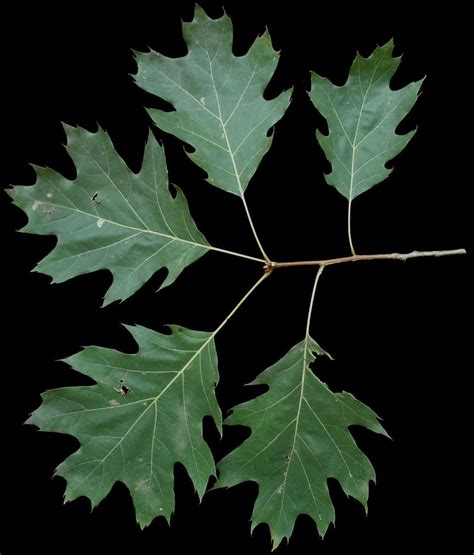 22 Types Of Oak Trees In Alabama Progardentips