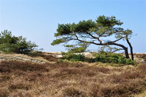 Alle ferienwohnungen verfügen über eine küche mit kühlschrank und 4 herdplatten, ein bad mit dusche. Hiddensee - Haus Stella Heide