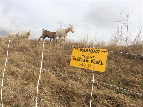 Some people swear by electric fences for goats. Nashville Outsources Levee Maintenance To A Herd Of Goats ...