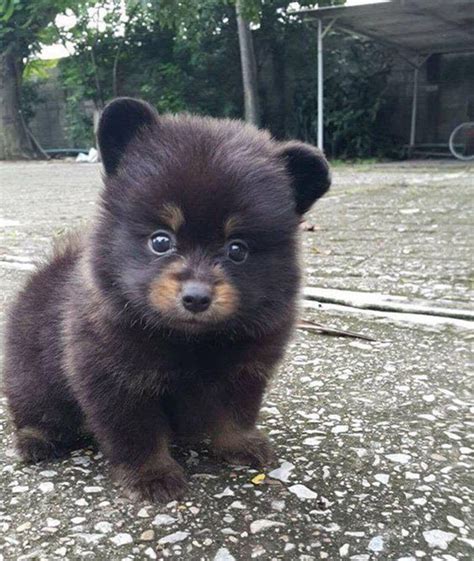 10 Super Cute Pictures Of Chubby Puppies That Look Like Teddy Bears