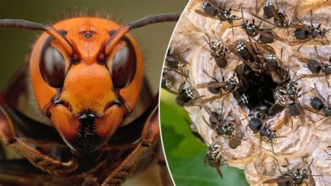 Plague Of Killer Hornets Set To Invade Uk This September Experts Warn Heart