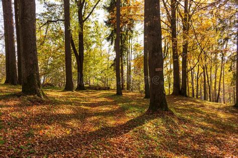 Golden Autumn In The City Park On A Bright Sunny Day Stock Photo