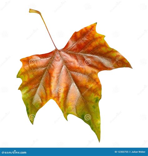 Beautiful Leaves In Autumn Stock Image Image Of Detail 12303755