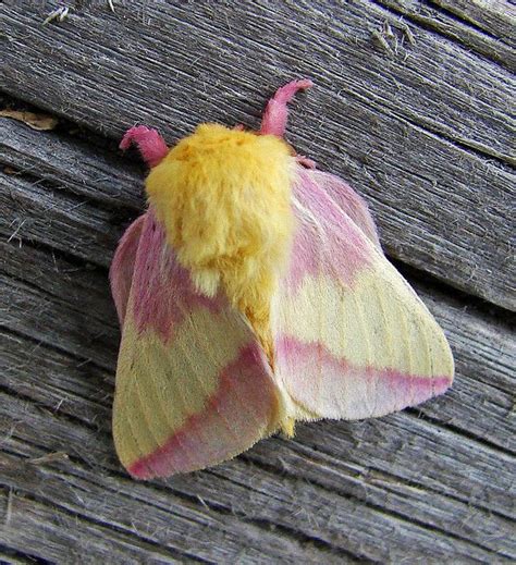 Fuzzy Pink And Yellow Insects Rosy Maple Moth Moth