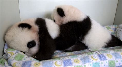 Twin Panda Cubs Named At Zoo Atlanta