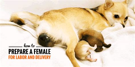 Labor And Delivery In Dogs — How To Prepare The Female Dog