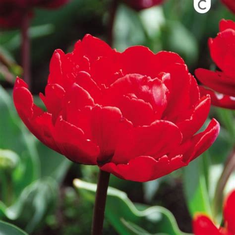 TULIPE DOUBLE HÂTIVE LARGO Tulipe Bulbes de printemps Plante exterieur