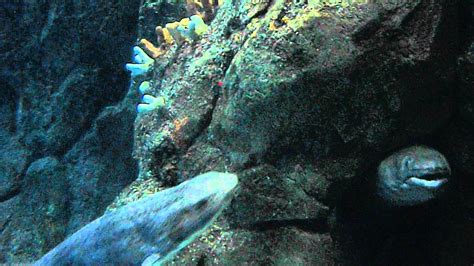 new photo reveals 3920ft39 plymouth conger eel was just a