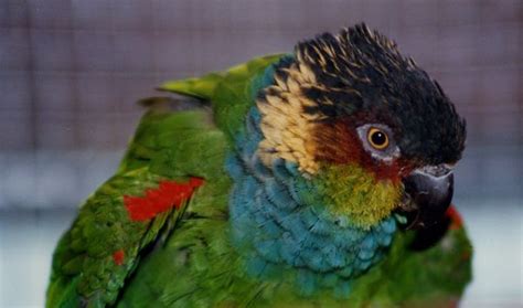 Blue Throated Conures Parrot Forum Parrot Owners Community