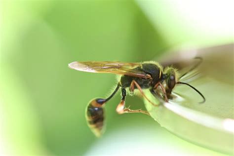 The Differences Between Yellow Jackets And Wasps Deal With Pests