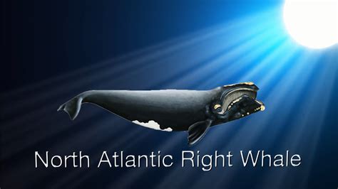 Species In The Spotlight North Atlantic Right Whale Whales Noaa