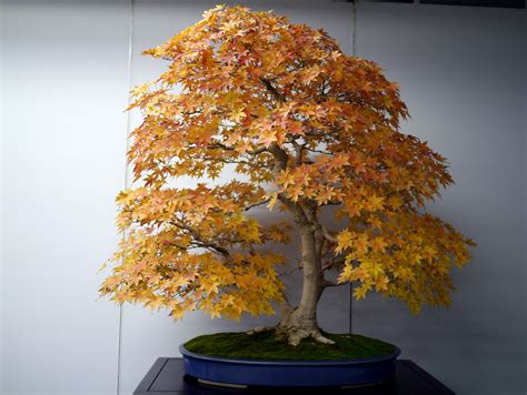 32 How To Bonsai A Japanese Maple The Latest Hobby Plan