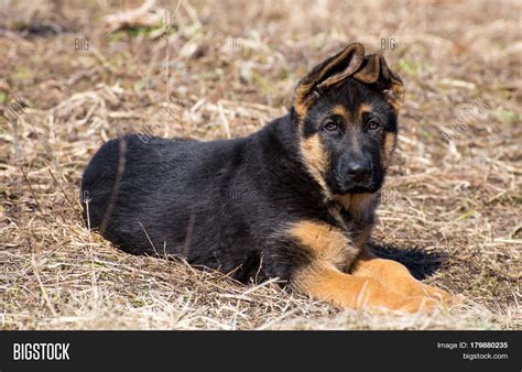 Puppies have not yet developed their cartilage, and so, their ears are still not matured as a puppy, the german shepherd's cartilage is not strong enough and cannot hold up the weight of their big ears. German shepherd puppy lies - adorable german shepherd ...