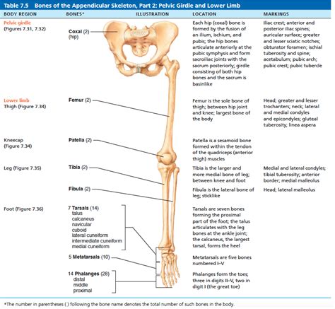 Bones Of The Pelvic Girdle And Lower Limb Bones Of The Pelvic Girdle