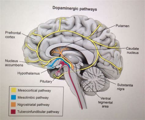 Dopaminergic Pathways Antipsychotics Affect Dopamine In The Brain