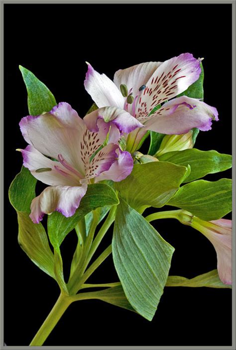 A Close Up View Of The Peruvian Lily