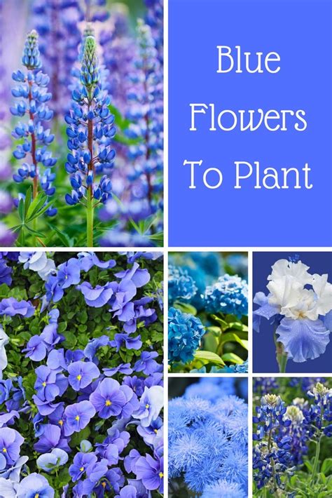 30 Blue Flowers To Plant In Your Garden Yard And Landscape Blue