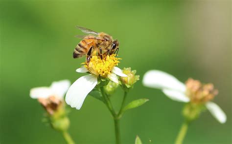 Fuzzy Honey Bee Photograph By Allyson Weiland Pixels
