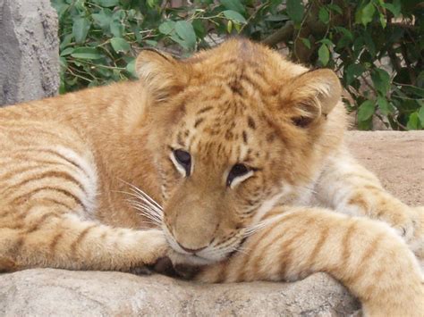 126 Best Liger Images On Pinterest Wild Animals Big Cats And Rare