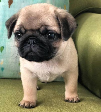 Pug puppies for sale in texas select a breed. Pug Puppies For Sale | McKinney, TX #286455 | Petzlover