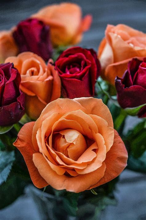 Des Roses Fleur Feuille Photo Gratuite Sur Pixabay Pixabay