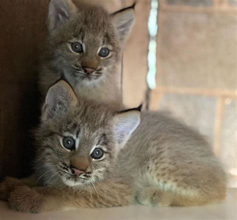 Adorable Lynx Kittens Unveiled At Zooamerica