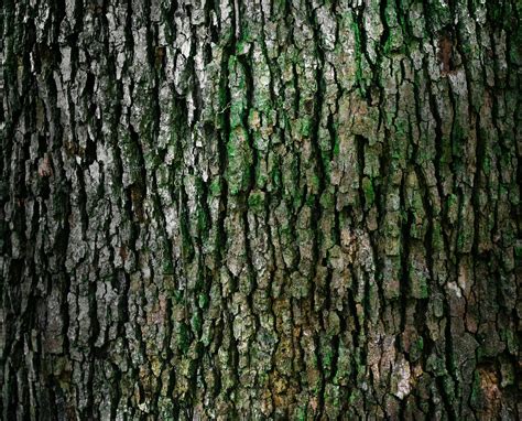 Free Images Tree Forest Branch Texture Leaf Trunk Bark Pattern