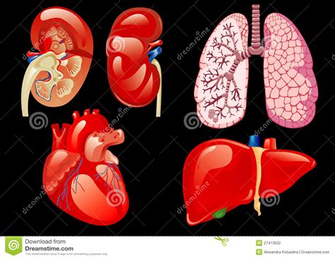Órganos Internos Fijados Ilustración Del Vector Ilustración De Aorta
