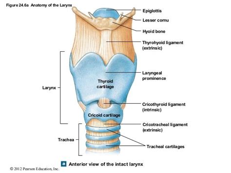 Larynx Model Thyroid Anatomy Nurse Study Notes Medical School Studying