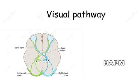 Dr Najeeb Visual Pathway Youtube