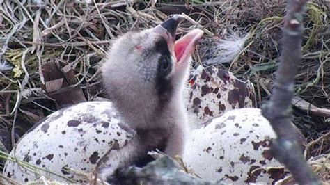 Osprey Egg Hatches On Cors Dyfi Reserve In Powys Bbc News