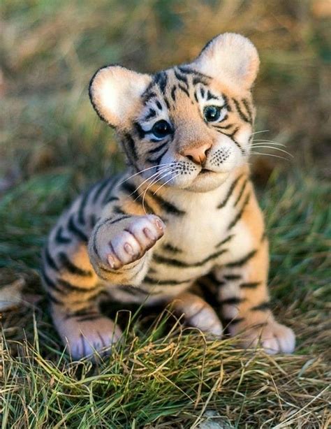 What A Cute Baby Tiger Big Cats Baby Animals Cute
