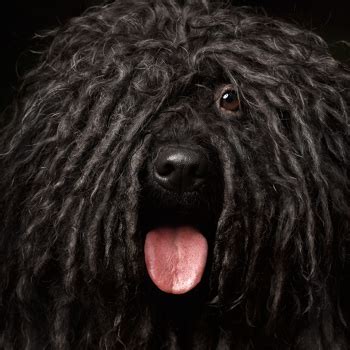 This article is all about the hungarian puli, also known as the mop dog. this breed holds me in wonder, and whenever i see a picture of a hungarian puli, i am amazed at the mere appearance. Hungarian Puli Breed Information, Characteristics & Heath ...