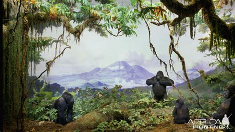 Gorillas Full Mount Taxidermy At American Museum Of Natural History In