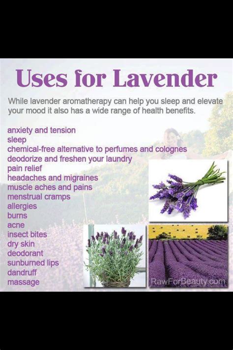 Uses For Lavender Lavender Aromatherapy Essential Oils Aromatherapy