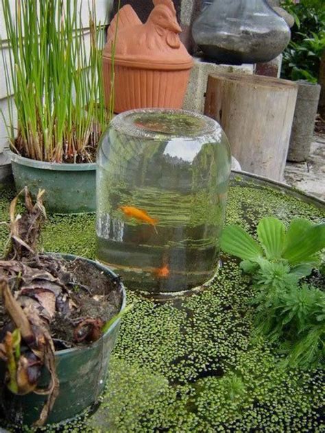 Awesome Aquarium And Fish Pond Ideas For Your Backyard The Owner