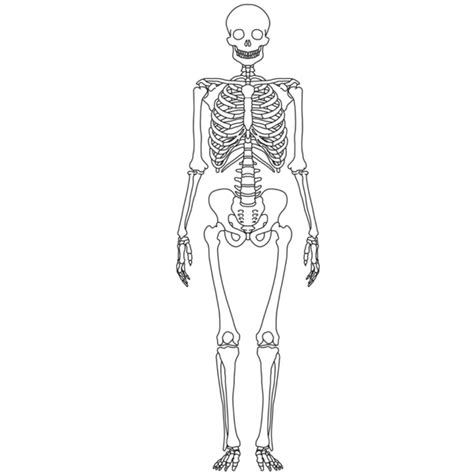 30 Unlabeled Skeletal Diagram Wiring Database 2020