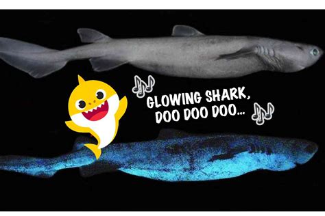 Crazy Scientists Found Glow In The Dark Sharks Off The Coast Of New