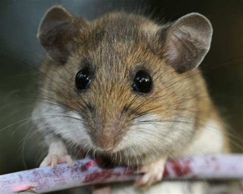 Deer Mice Can Transmit The Life Threatening Disease Hantavirus To